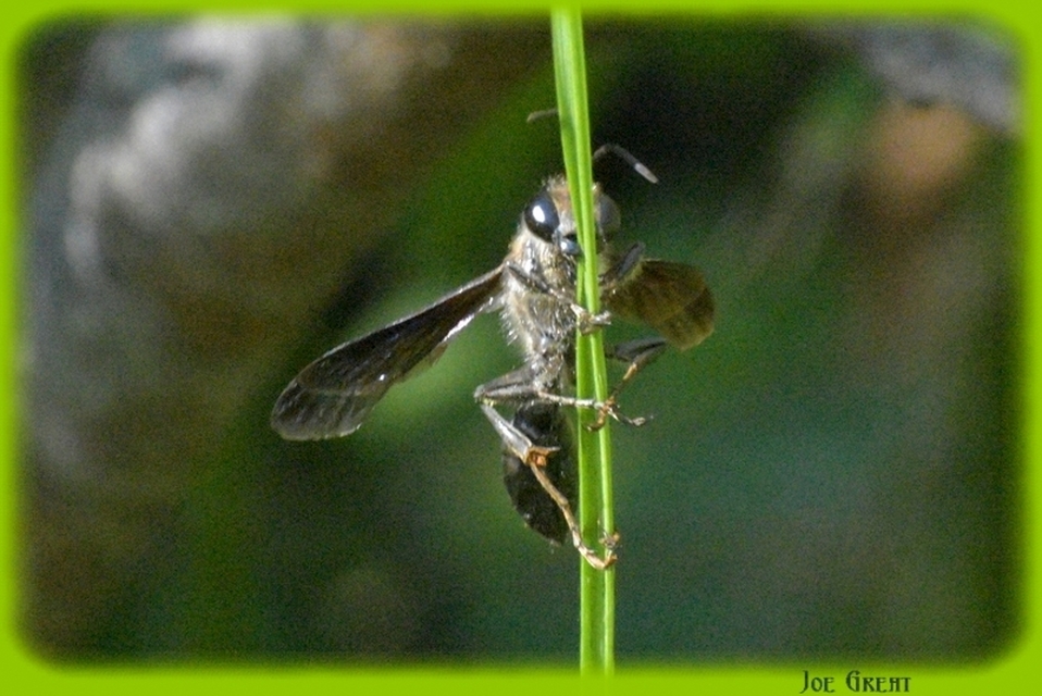 Isodontia mexicana - mexikói fűdarázs