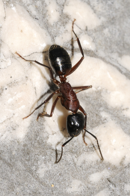Camponotus ligniperda - faodvasító lóhangya