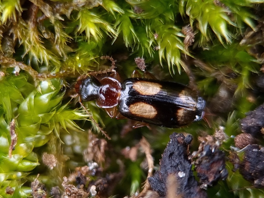 Dromius quadrimaculatus - négyfoltos kéregfutó