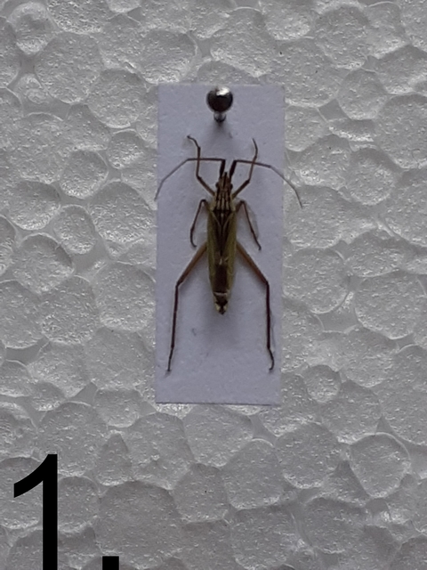 Notostira