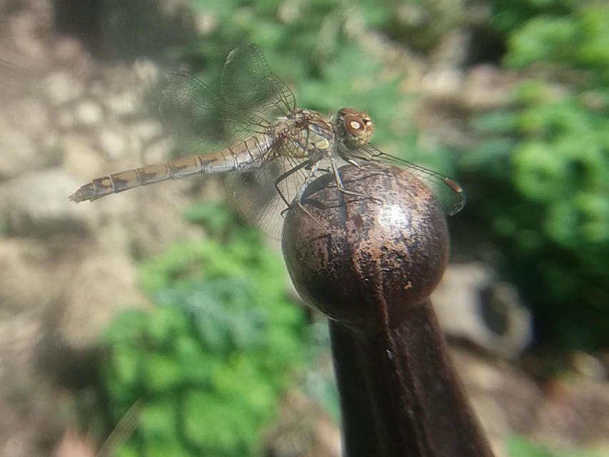 Sympetrum striolatum - harántsávos katona-szitakötő