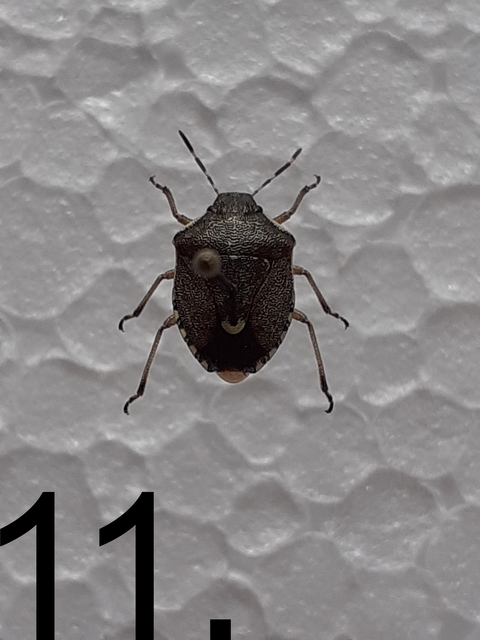 Holcostethus sphacelatus - holdas címerespoloska Holcostethus sphacelatus - holdas címerespoloska