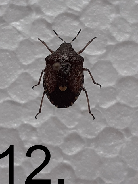 Holcostethus sphacelatus - holdas címerespoloska Holcostethus sphacelatus - holdas címerespoloska