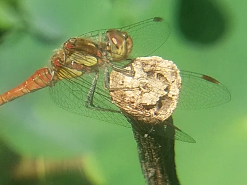 Sympetrum striolatum - harántsávos katona-szitakötő