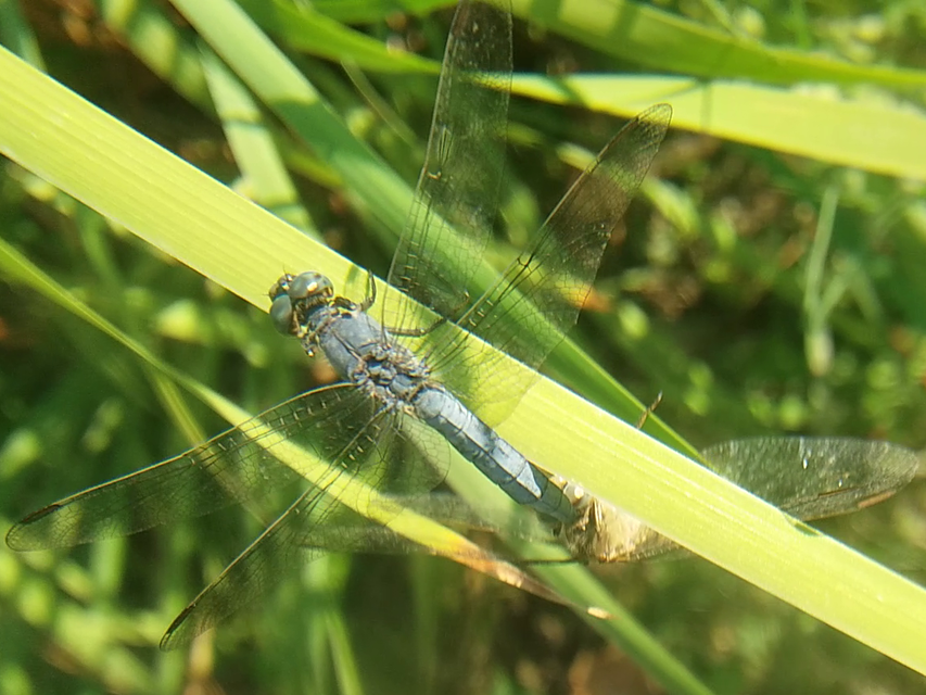 Orthetrum coerulescens - karcsú pásztorszitakötő