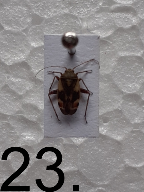 Polymerus Polymerus