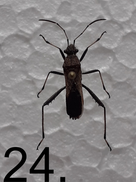 Alydus calcaratus - szőrös tövispoloska