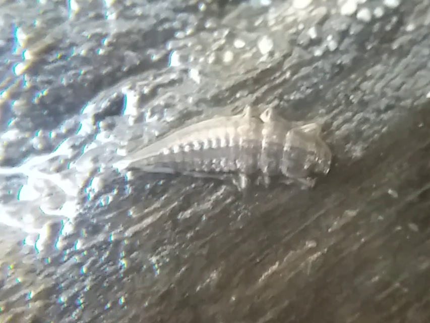 Potamophilus acuminatus - nagy karmosbogár