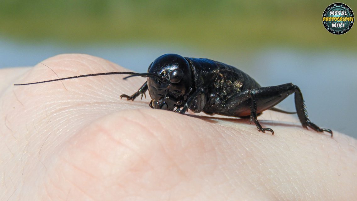 Gryllus campestris - mezei tücsök