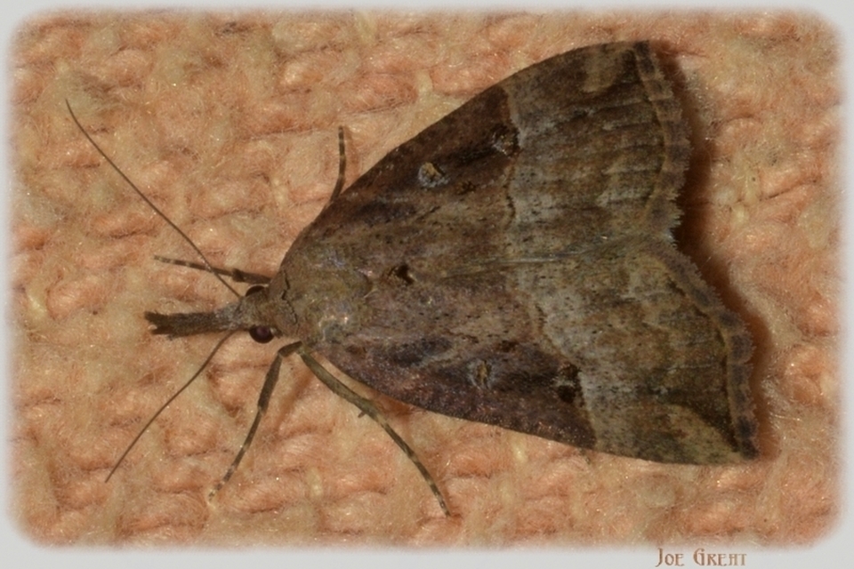 Hypena rostralis - közönséges karcsúbagoly