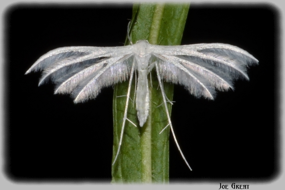 Pterophoridae - tollasmolyfélék