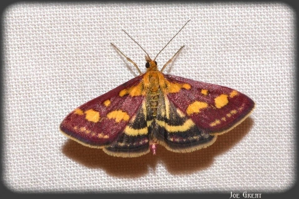 Pyrausta purpuralis - közönséges bíbormoly
