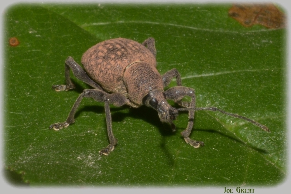 Curculionidae - ormányosbogár-félék