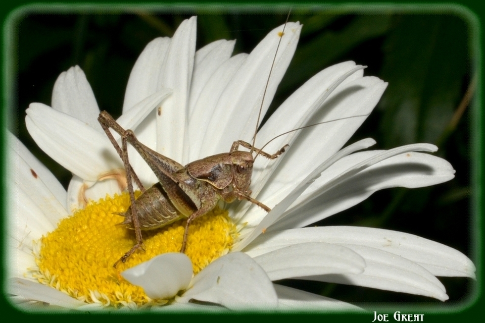 Pholidoptera griseoaptera - szürke avarszöcske