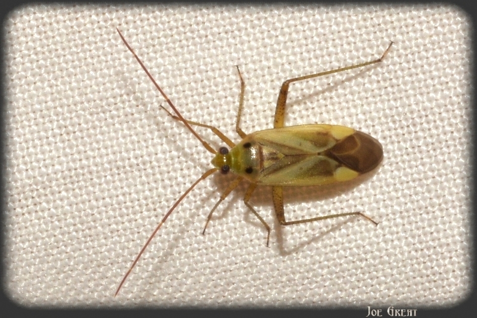 Adelphocoris lineolatus - lucernapoloska