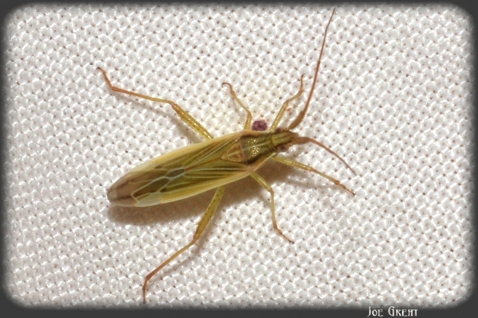 Stenodema calcarata - sarkantyús mezeipoloska