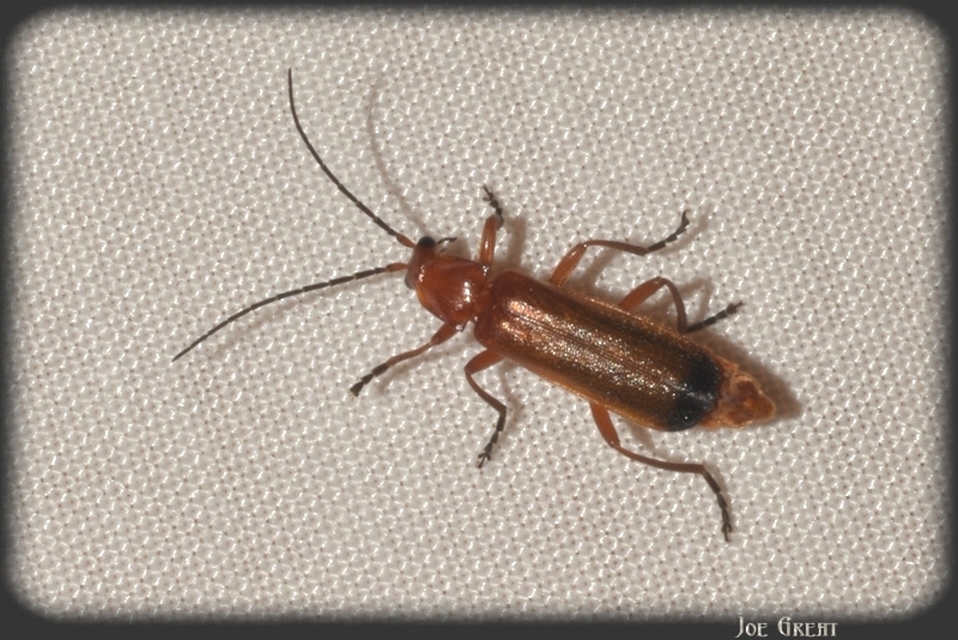 Rhagonycha fulva - feketevégű lágybogár