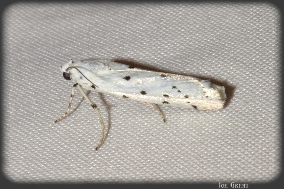 Myelois circumvoluta - pettyes karcsúmoly