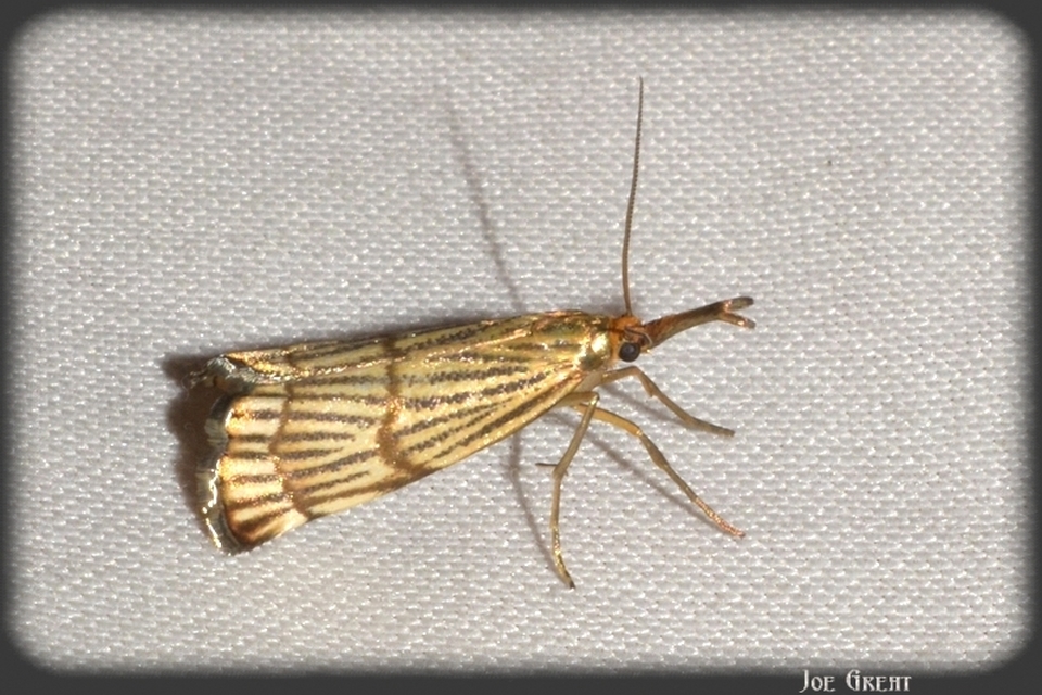 Chrysocrambus linetella - déli fűgyökérmoly