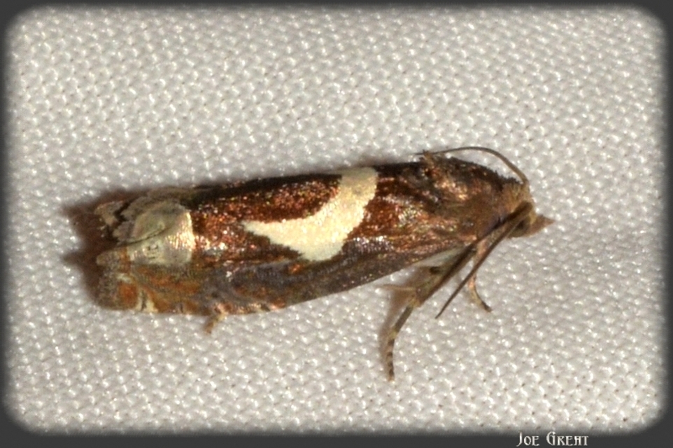 Epiblema foenella - kampósfoltú tükrösmoly