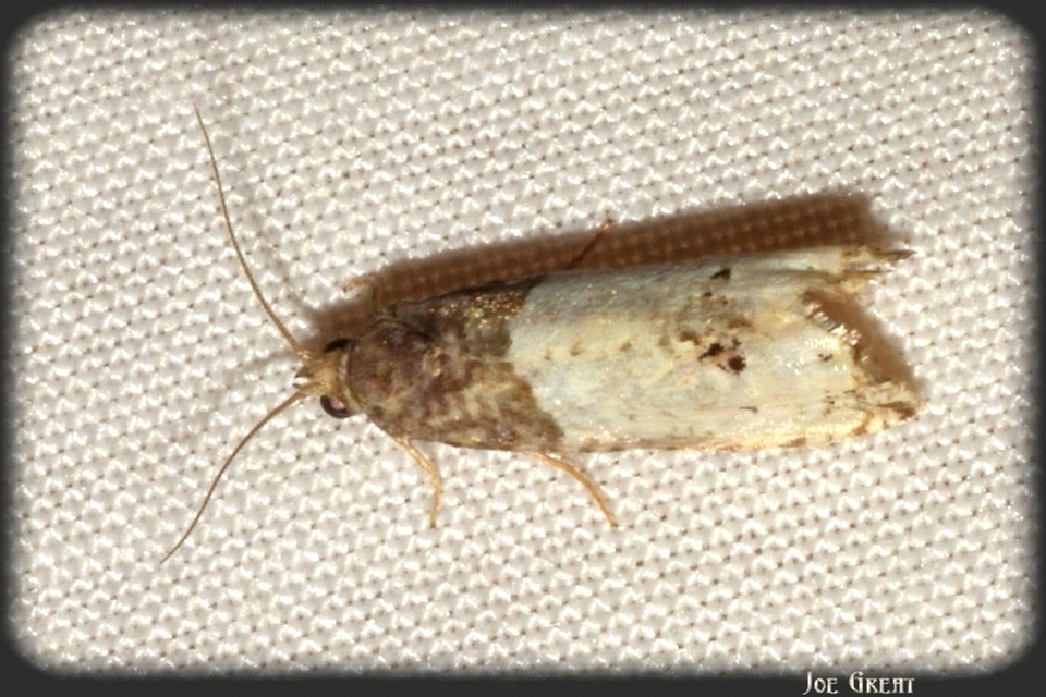 Notocelia