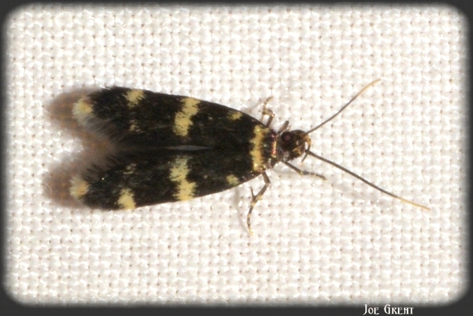 Oegoconia