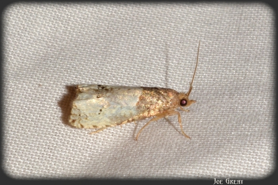 Notocelia