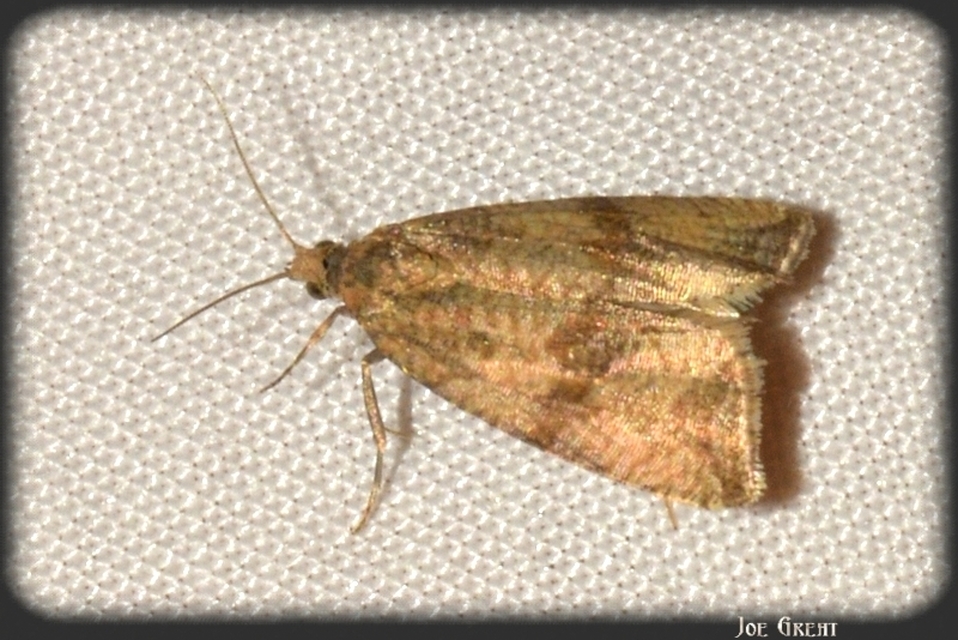 Celypha striana - pitypangfúró tükrösmoly