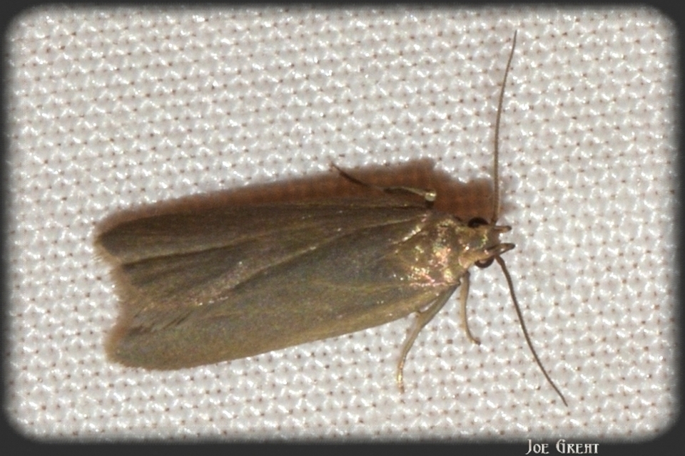 Acompsia cinerella - szürke sarlósmoly