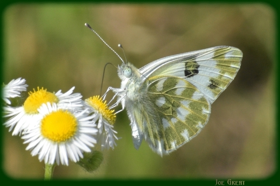 Pontia edusa - rezedalepke