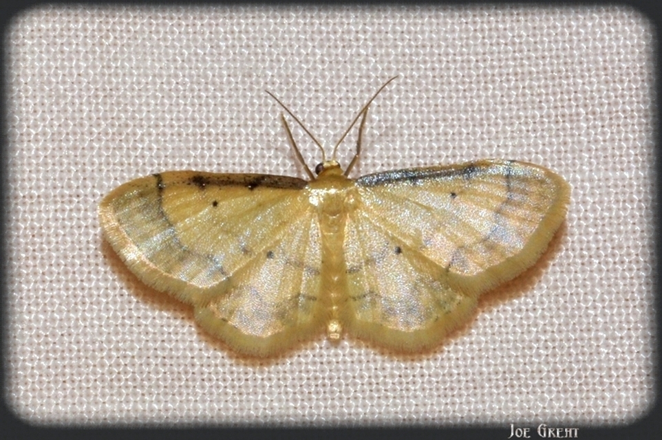 Idaea politaria - vonalas apróaraszoló