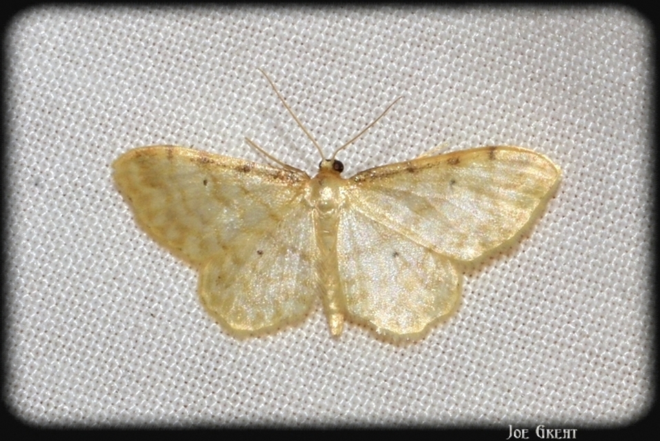 Idaea fuscovenosa - szürkeszélű apróaraszoló
