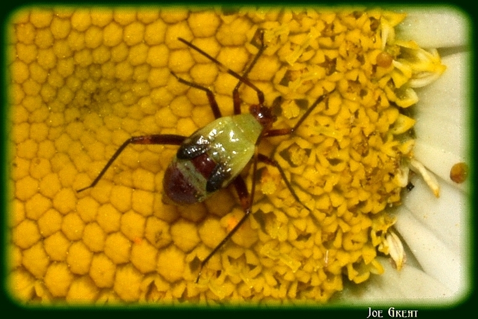 Miridae - mezeipoloskák