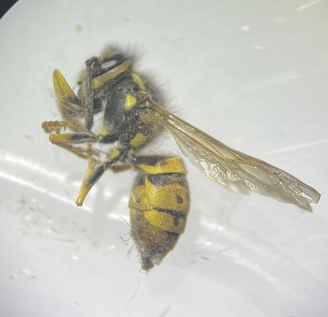 Vespula