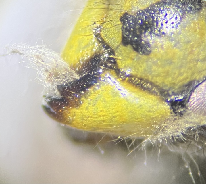 Vespula