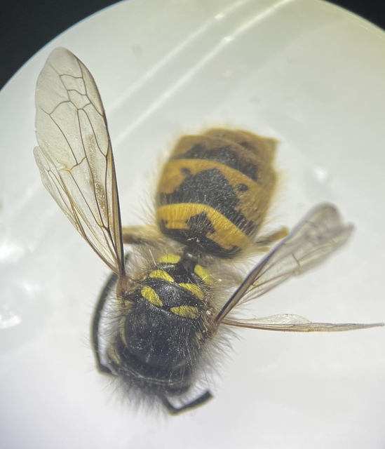 Vespula