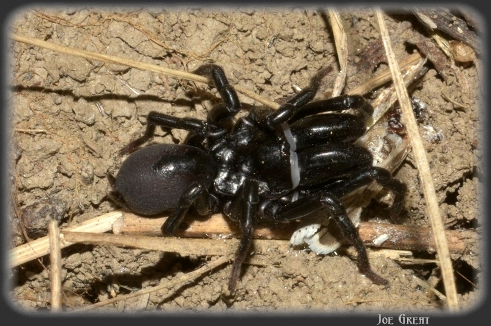 Araneae - Pókok