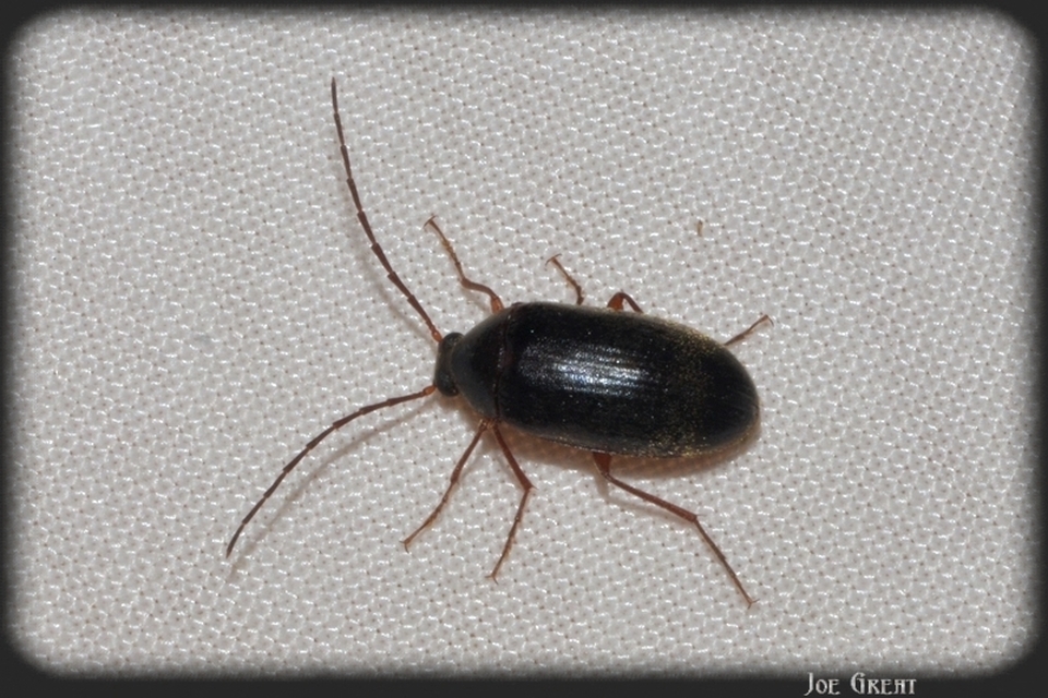 Hymenalia rufipes - rőtlábú alkonybogár