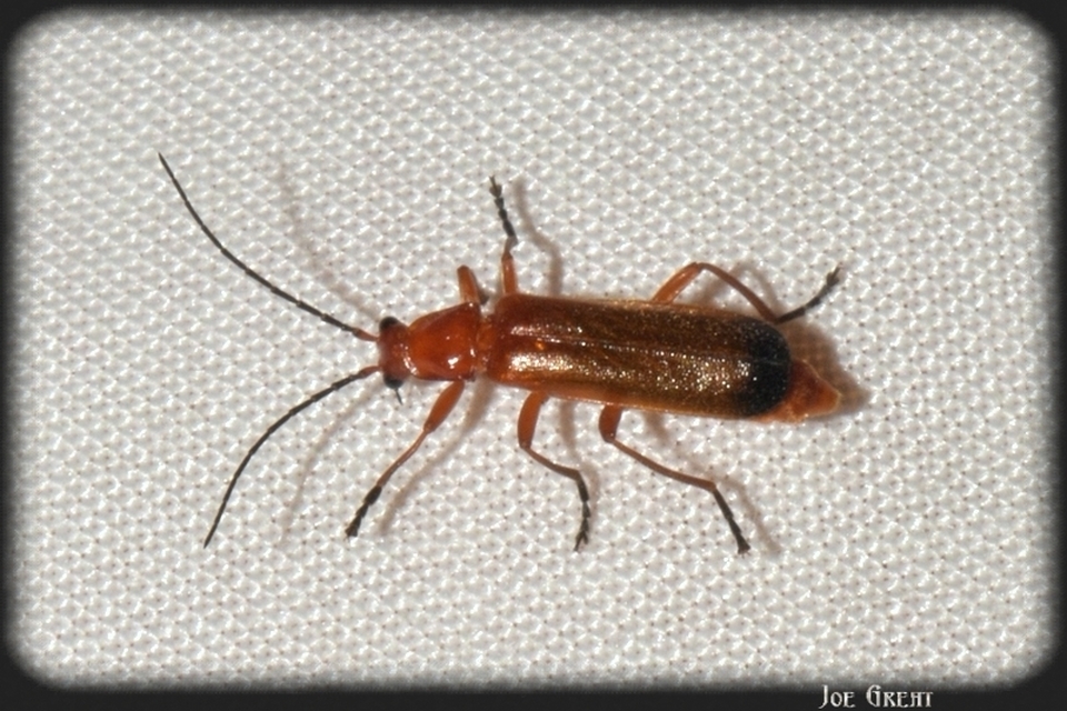 Rhagonycha fulva - feketevégű lágybogár