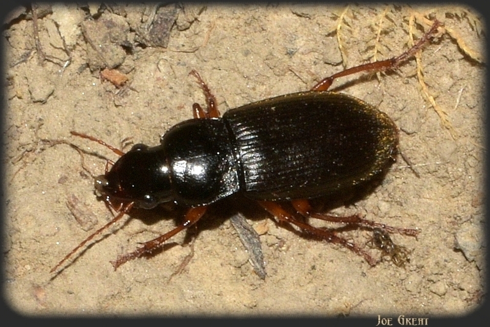 Harpalus rufipes - nagy selymesfutó