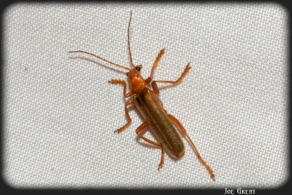 Cantharidae - lágybogárfélék