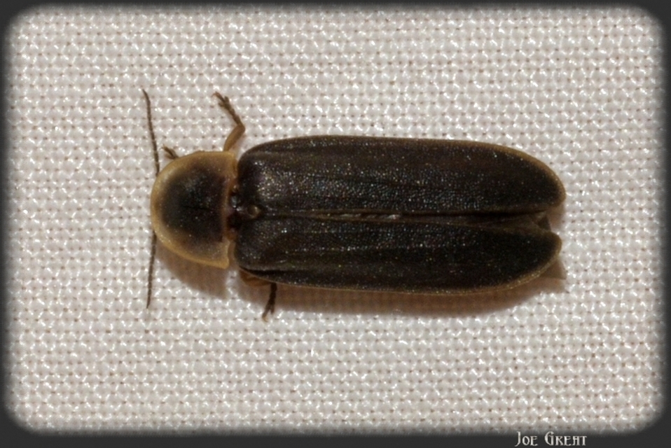 Lampyris noctiluca - nagy szentjánosbogár
