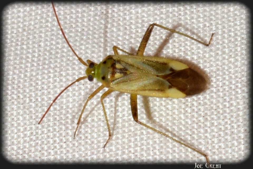 Adelphocoris lineolatus - lucernapoloska