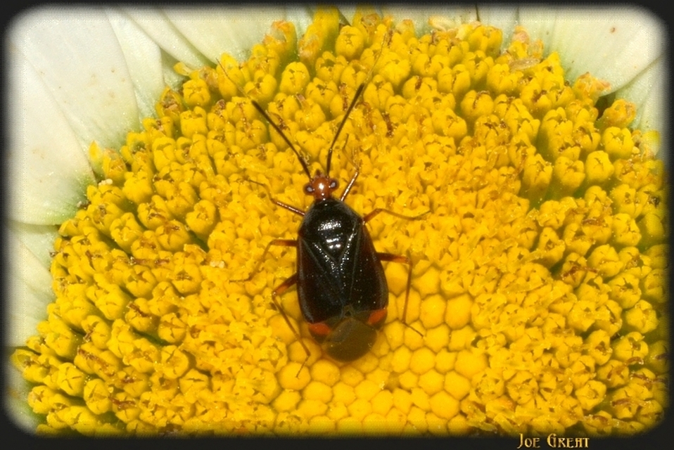 Deraeocoris ruber - vöröses mezeipoloska