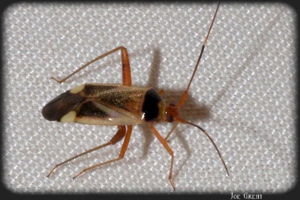 Miridae - mezeipoloskák