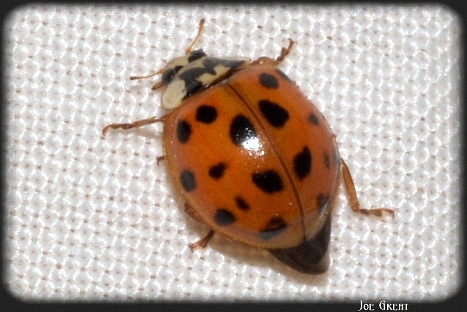Harmonia axyridis - harlekinkatica