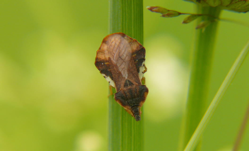 Phymata crassipes - fogólábú poloska