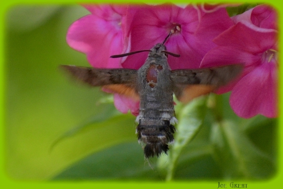 Macroglossum stellatarum - kacsafarkú szender