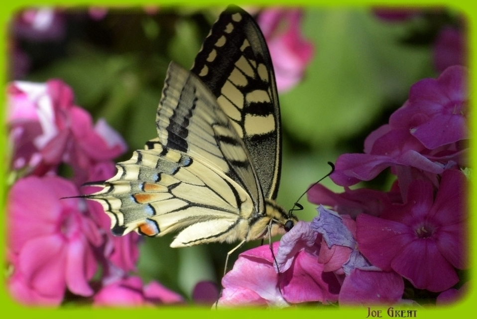 Papilio machaon - fecskefarkú lepke