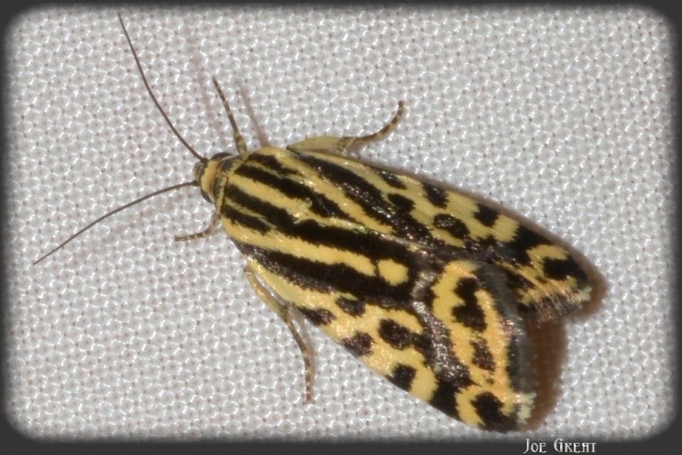 Emmelia trabealis - zebrabagoly